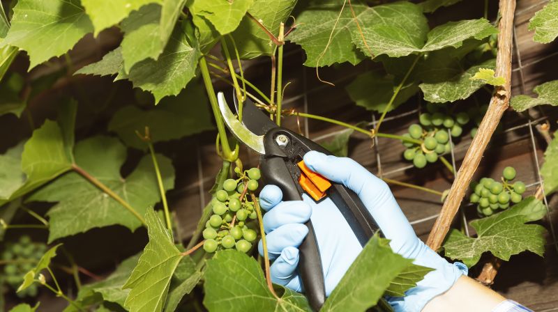 Grapevine Pruning