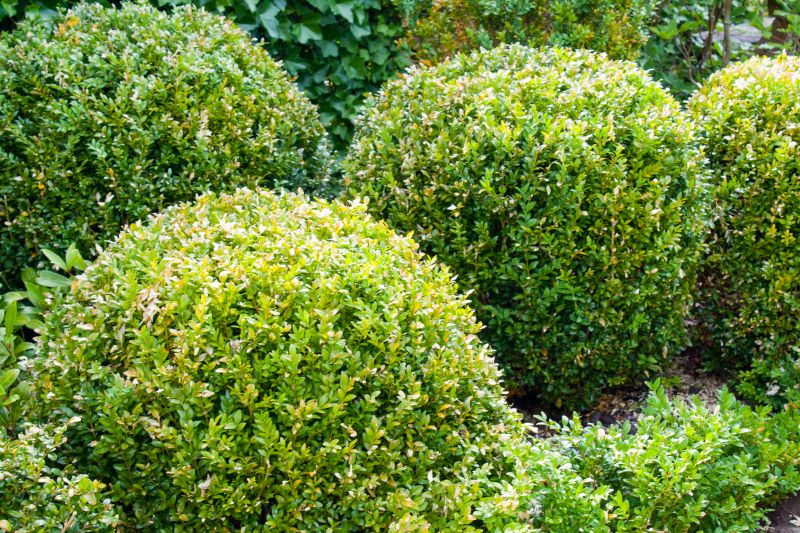Landscape with Neatly Trimmed Shrubs