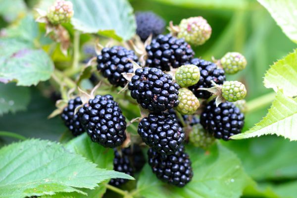 Blackberry Bush Removal in Crystal Lake