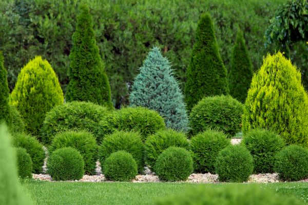 Cost of Bush Shaping Service in Crystal Lake