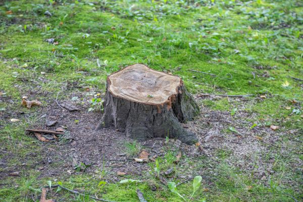 Bush Stump Removal in Crystal Lake