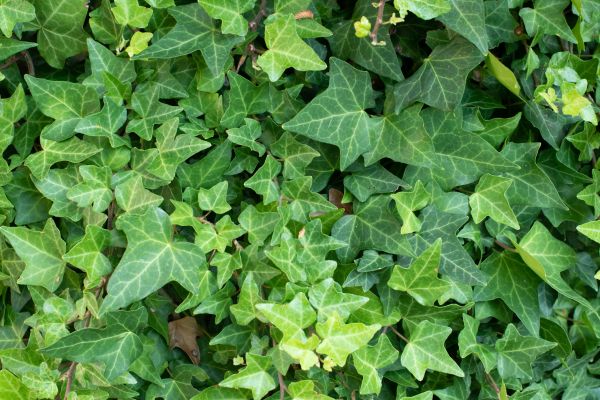 Cost of English Ivy Removal in Crystal Lake