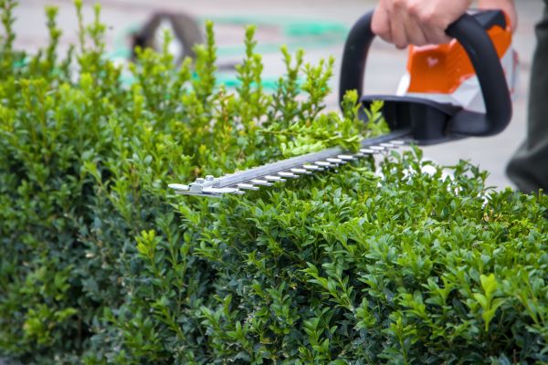 Hedge Pruning in Crystal Lake
