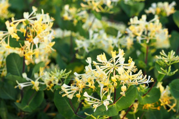 Cost of Honeysuckle Removal in Crystal Lake