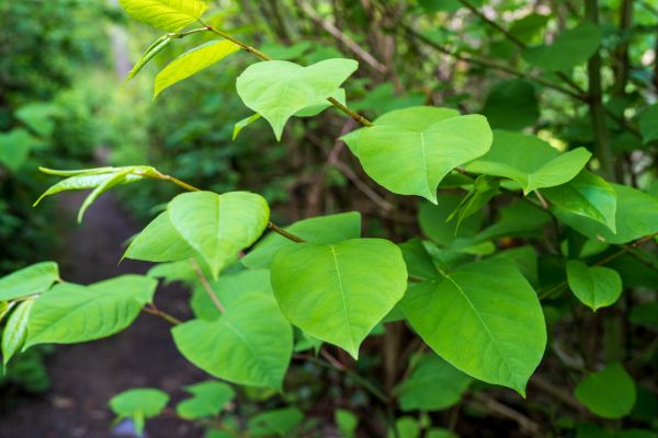Cost of Invasive Plant Removal in Crystal Lake