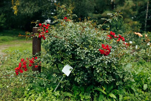 Cost of Rose Bush Removal in Crystal Lake