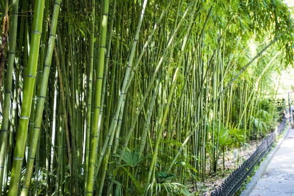 Cost of Bamboo Root Removal in Crystal Lake