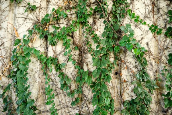 Cost of Vine Removal Service in Crystal Lake