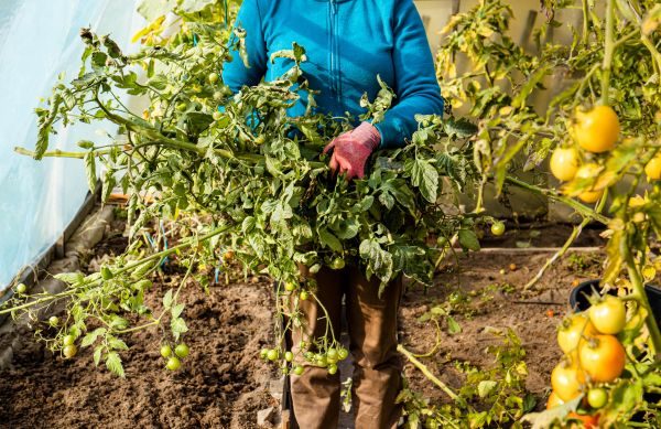 Cost of Garden Plant Removal in Crystal Lake