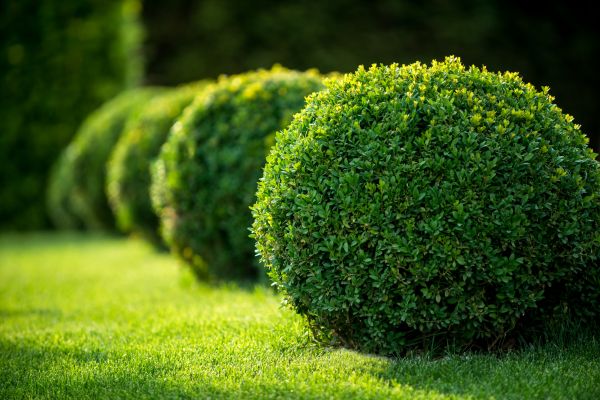 Cost of Bush Pruning in Crystal Lake