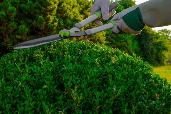 Cost of Topiary Shearing in Crystal Lake