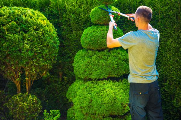 Cost of Topiary Shaping in Crystal Lake