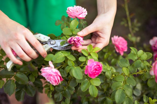 Cost of Rose Shearing in Crystal Lake