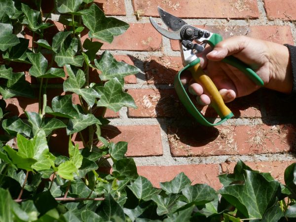 Cost of Ivy Removal Service in Crystal Lake