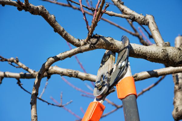 Cost of Selective Pruning in Crystal Lake