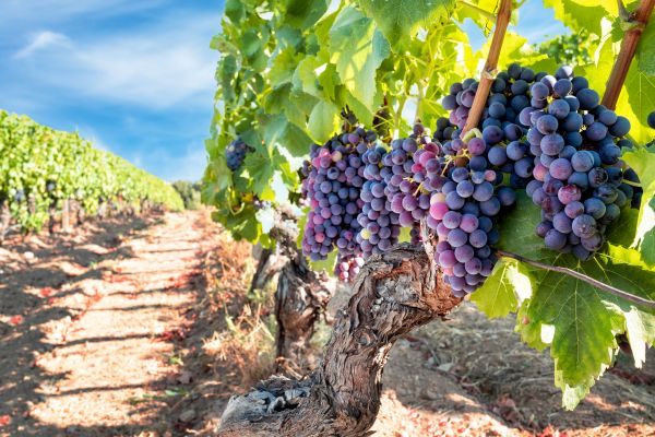Cost of Grapevine Pruning in Crystal Lake