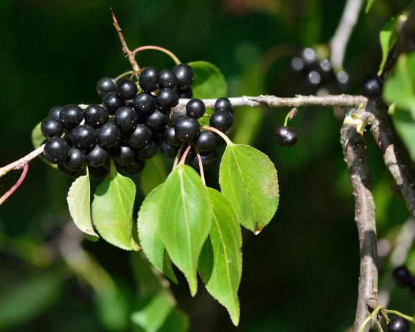 Cost of Buckthorn Removal in Crystal Lake