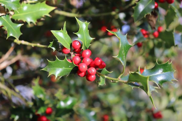 Cost of Holly Tree Trimming in Crystal Lake