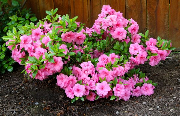 Cost of Azaleas Removal in Crystal Lake