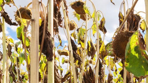 Cost of Dead Plant Removal in Crystal Lake
