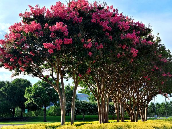 Cost of Crepe Myrtle Pruning in Crystal Lake