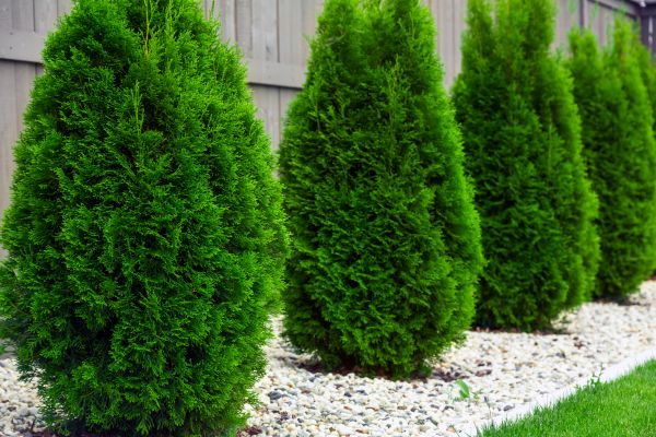 Cost of Arborvitae Pruning in Crystal Lake