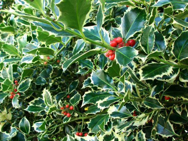 Cost of Holly Bushes Trimming in Crystal Lake