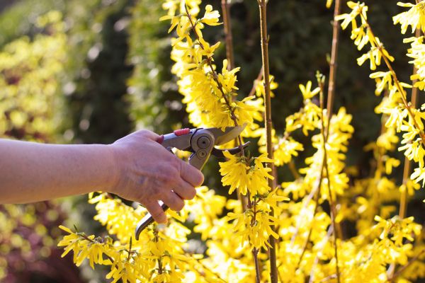 Forsythia Pruning in Crystal Lake