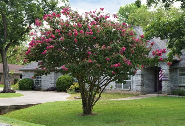 Crepe Myrtle Trimming in Crystal Lake