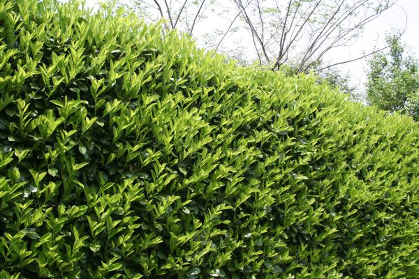 Cost of Laurel Shrub Removal in Crystal Lake