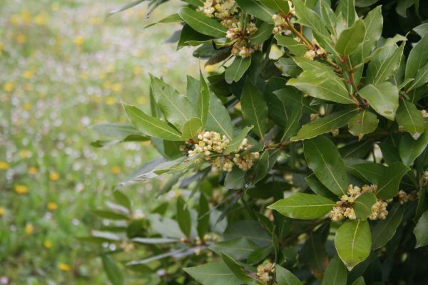 Cost of Laurel Trimming in Crystal Lake