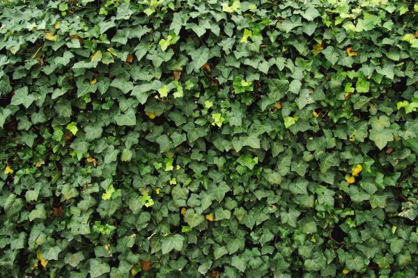 Cost of Ivy Pruning service in Crystal Lake