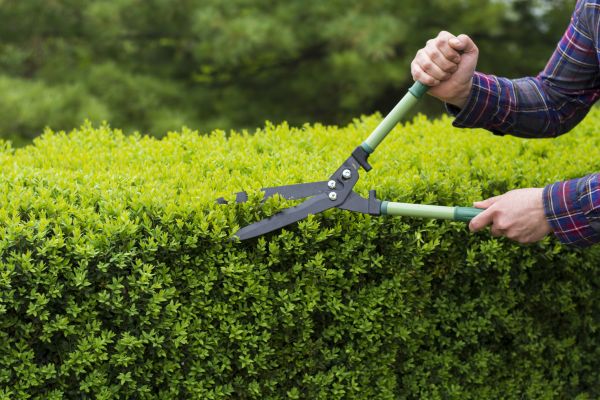 Cost of Evergreen Shrub Pruning in Crystal Lake