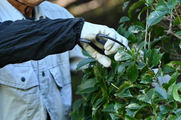 Holly Pruning in Crystal Lake