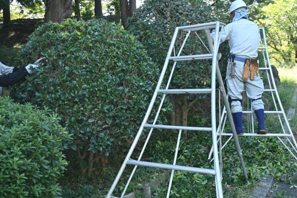 Cost of Holly Shaping in Crystal Lake