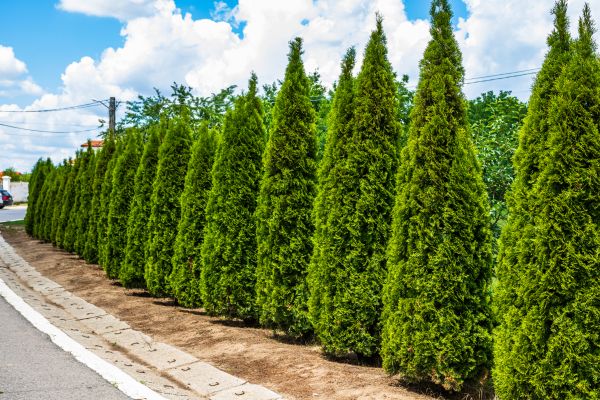 Cost of Arborvitae Shearing in Crystal Lake