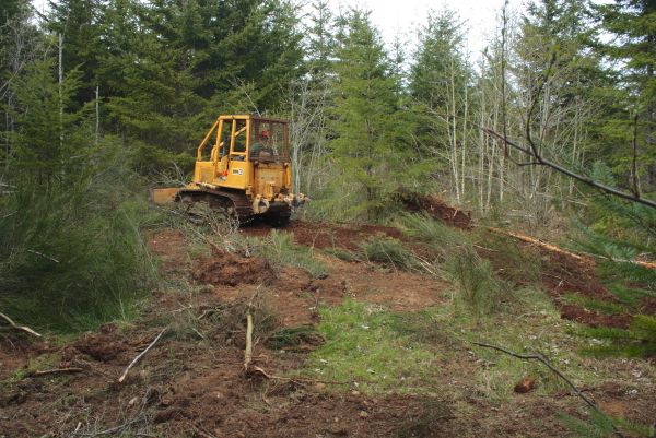 Cost of Shrubbery Clearing in Crystal Lake