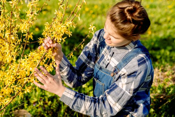 Cost of Forsythia Trimming in Crystal Lake