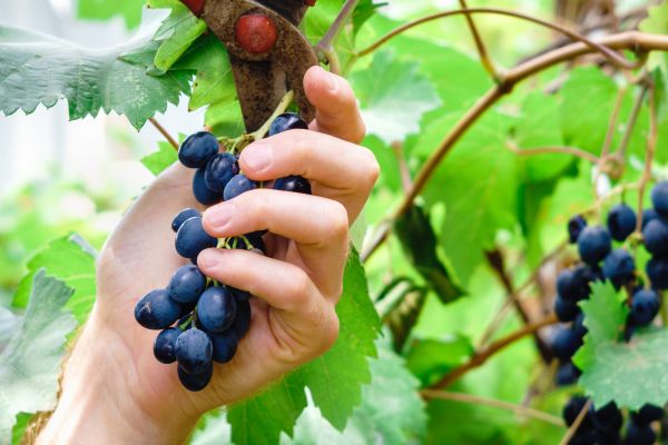 Cost of Vineyard Pruning in Crystal Lake