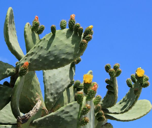 Cost of Cactus Removal in Crystal Lake