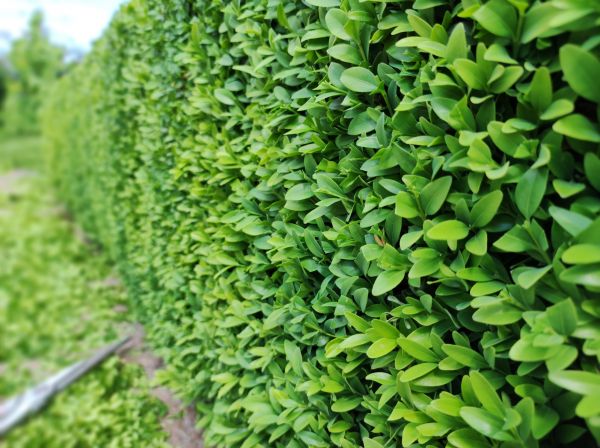 Cost of Boxwood Pruning in Crystal Lake