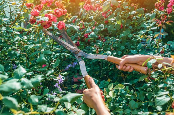Knockout Roses Pruning in Crystal Lake