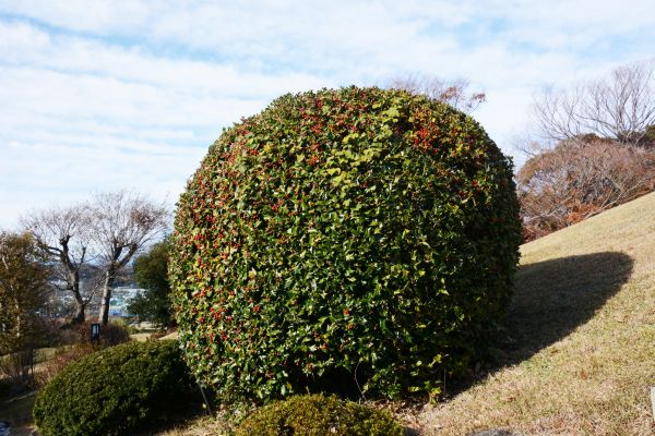 Cost of Holly Shrub Pruning in Crystal Lake