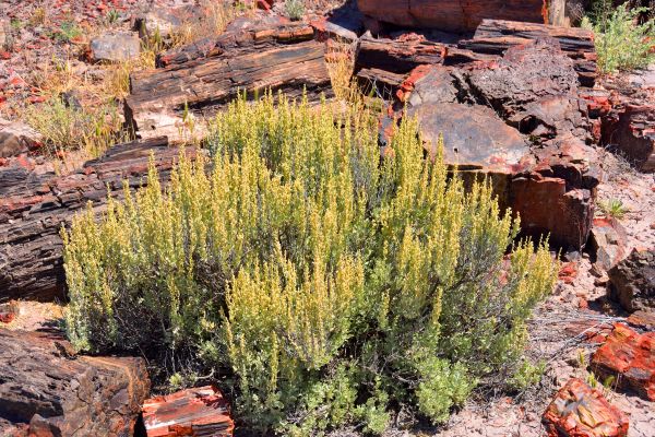 Cost of Sagebrush Removal in Crystal Lake