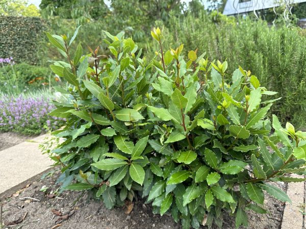 Cost of Laurel Hedge Trimming in Crystal Lake