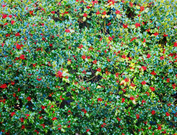 Cost of Holly Bush Removal in Crystal Lake