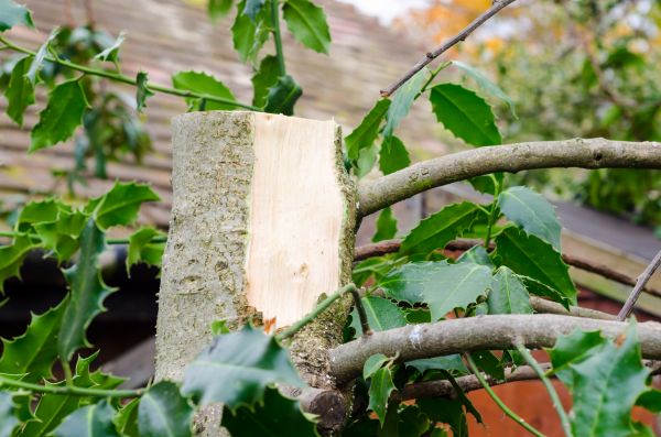 Cost of Holly Tree Removal in Crystal Lake