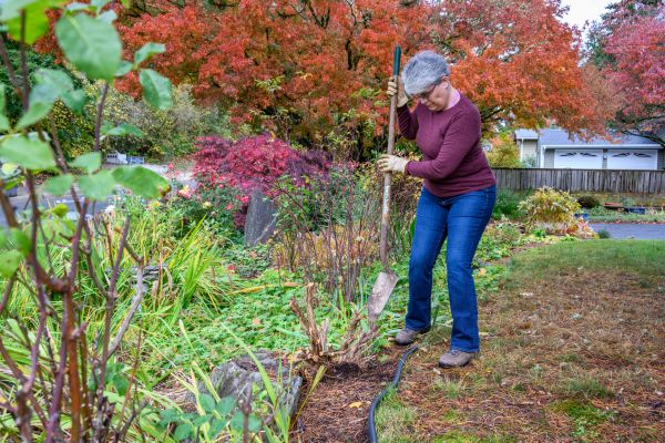 Cost of Dead Bush Removal in Crystal Lake