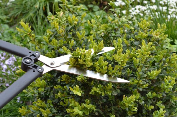 Cost of Boxwood Trimming in Crystal Lake