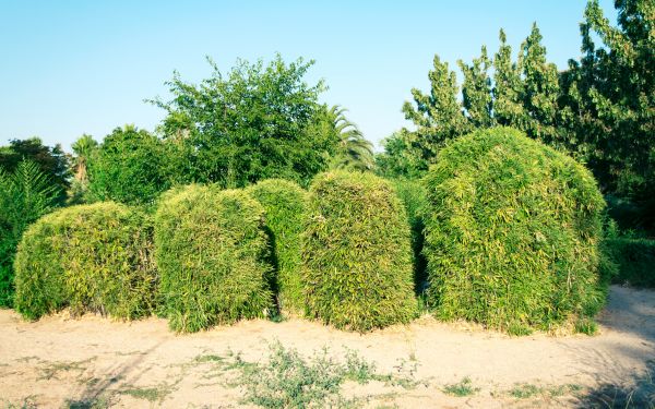 Cost of Bamboo Hedge Removal in Crystal Lake